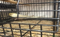 Budgerigars birds for sale: Budgies - Image 6