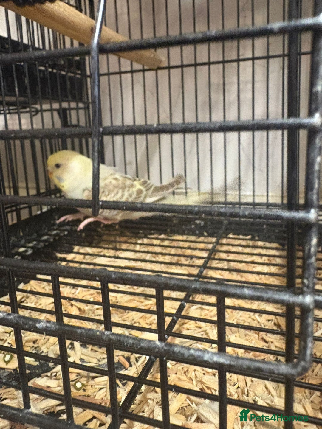 Budgerigars birds for sale: Budgies - Image 6