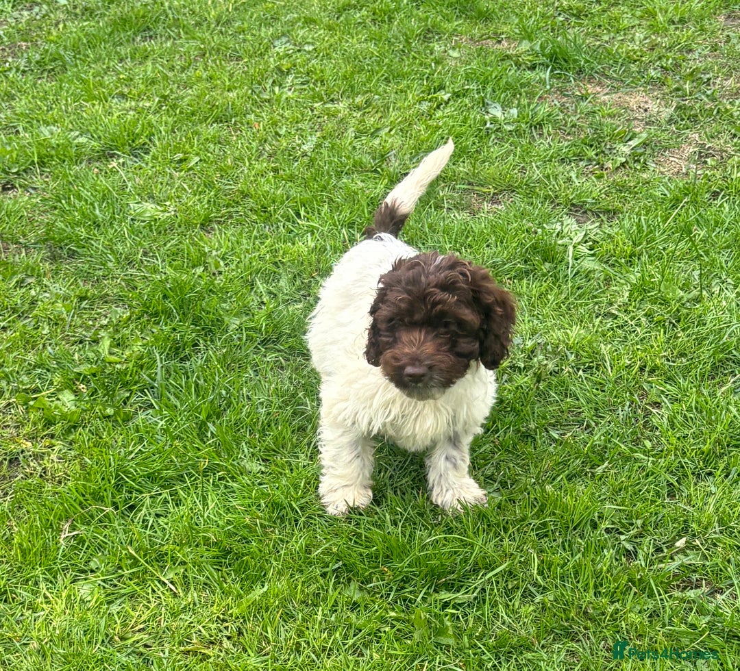 Cockapoo dogs for sale: Cockapoo puppies for sale  in Manchester - Image 11