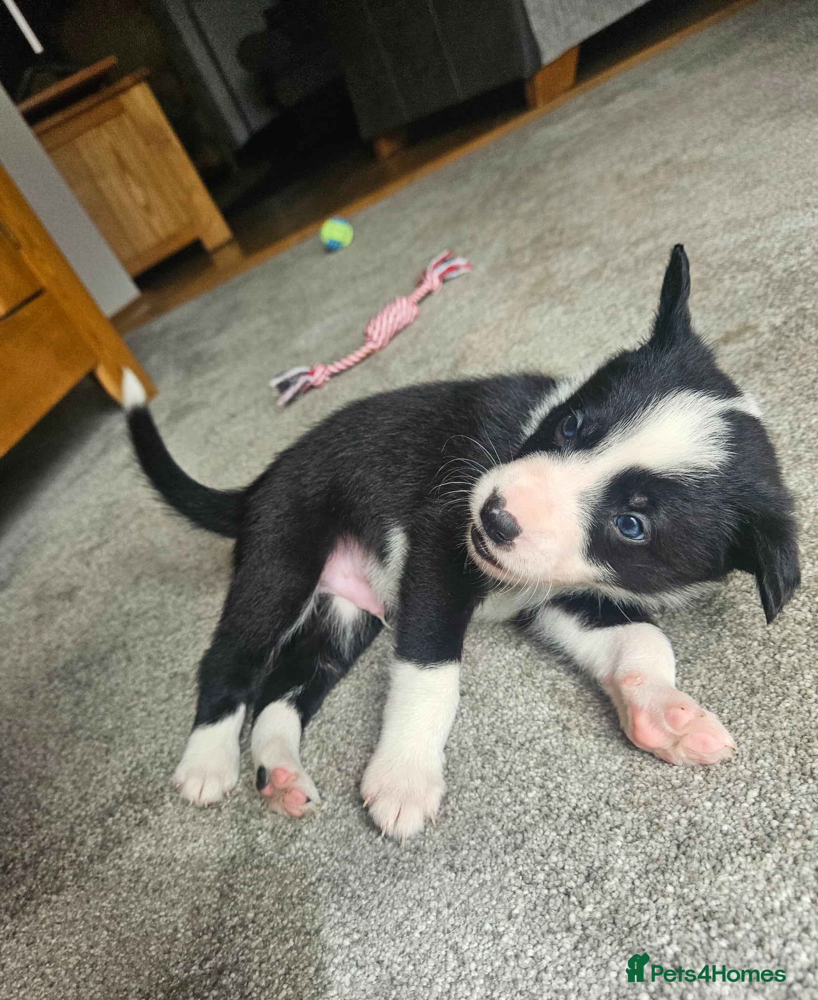 Border Collie dogs 🔥Unique tri border collie pups 🔥 - Advert 2