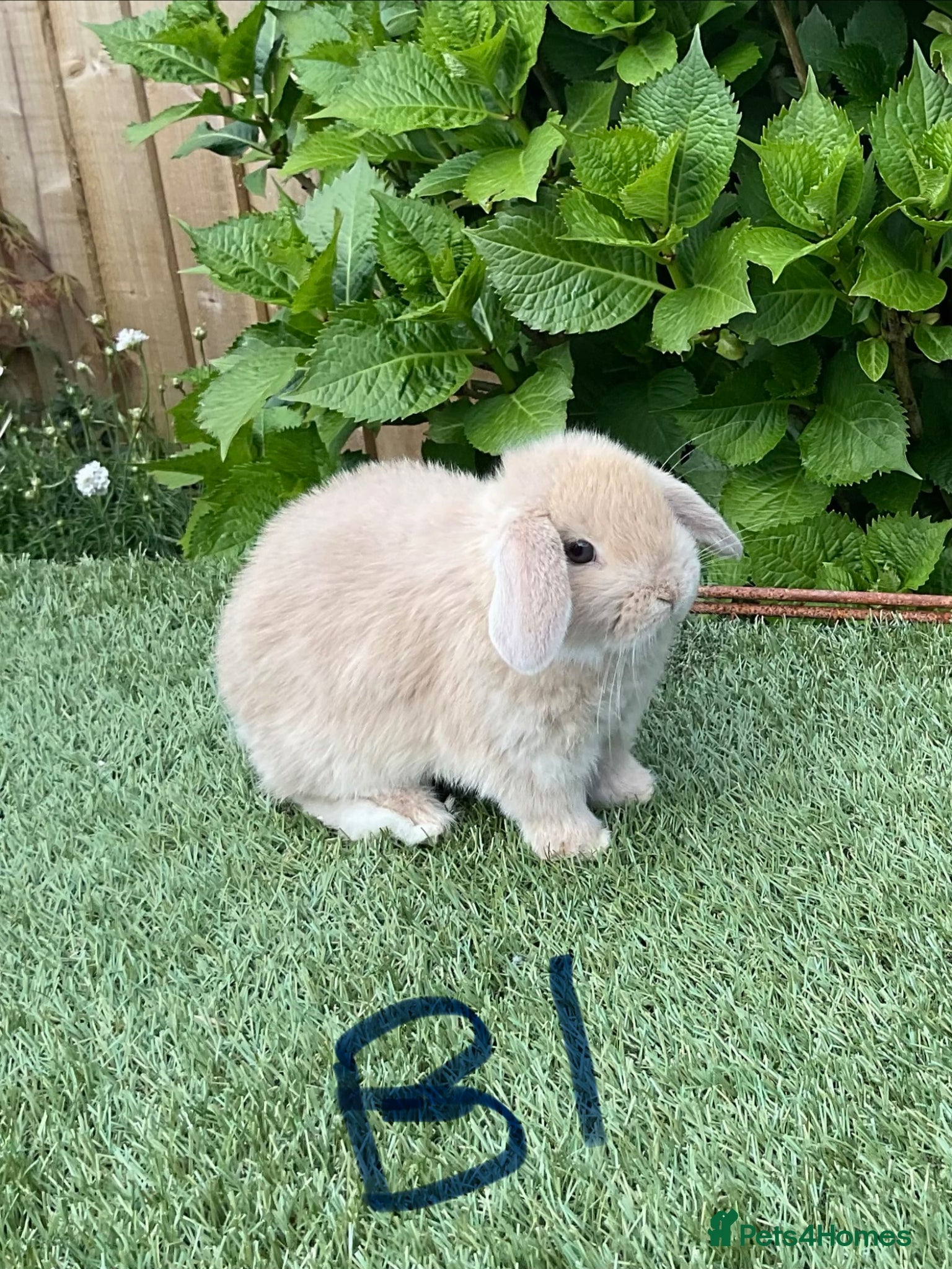 Mini Lop rabbits Pure bred mini lop baby Rabbits. - Advert 2