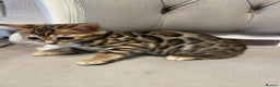 Bengal cats for sale: 5 Outstanding bengal kittens ready for a family  - Advert 6