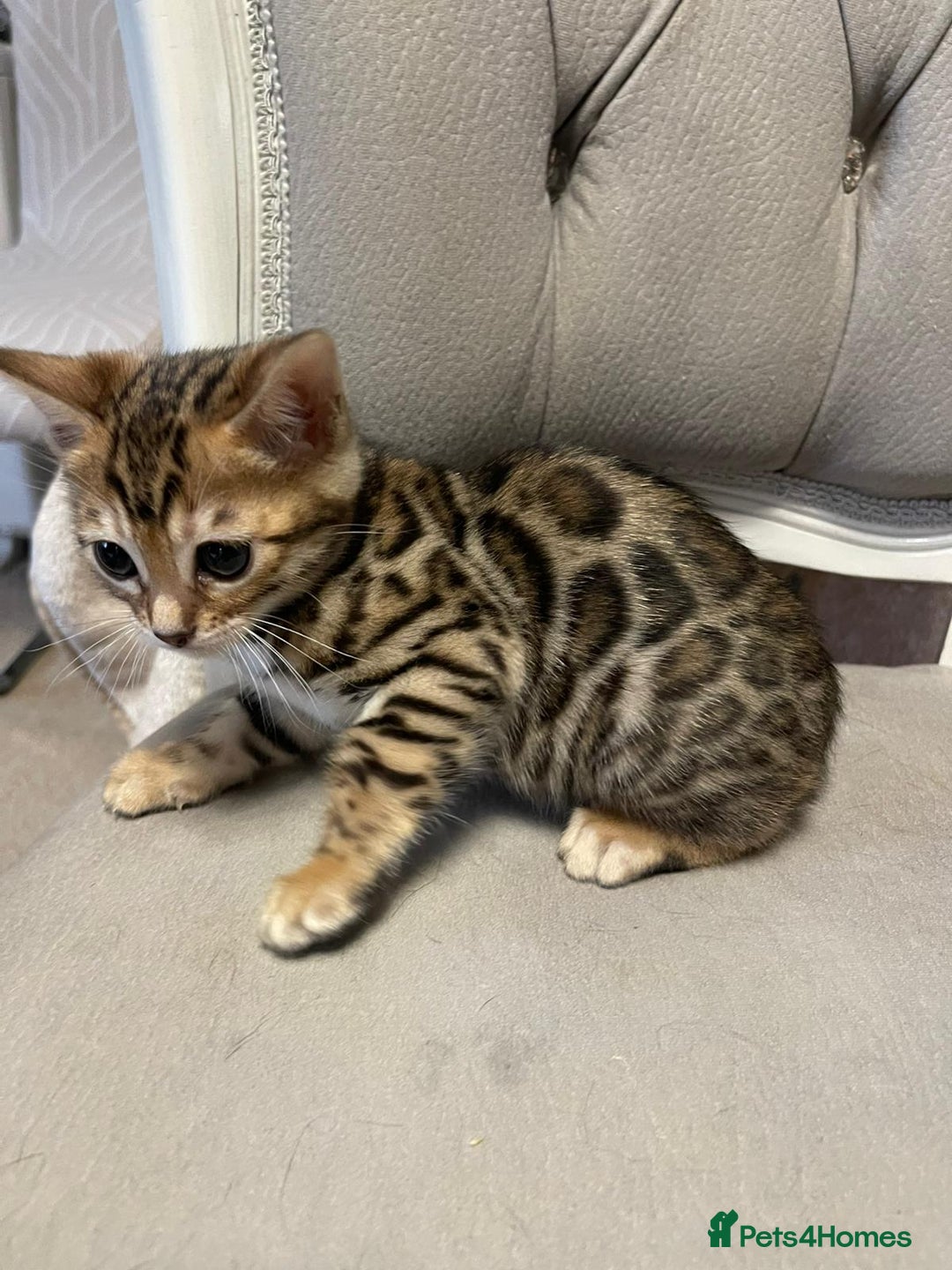 Bengal cats for sale: 5 Outstanding bengal kittens ready for a family  - Advert 6