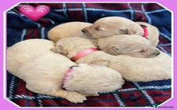 Mini Goldendoodle dogs for sale: 🐾STUNNING F1 MINIATURE GOLDEN DOODLES 🐾 - Advert 2