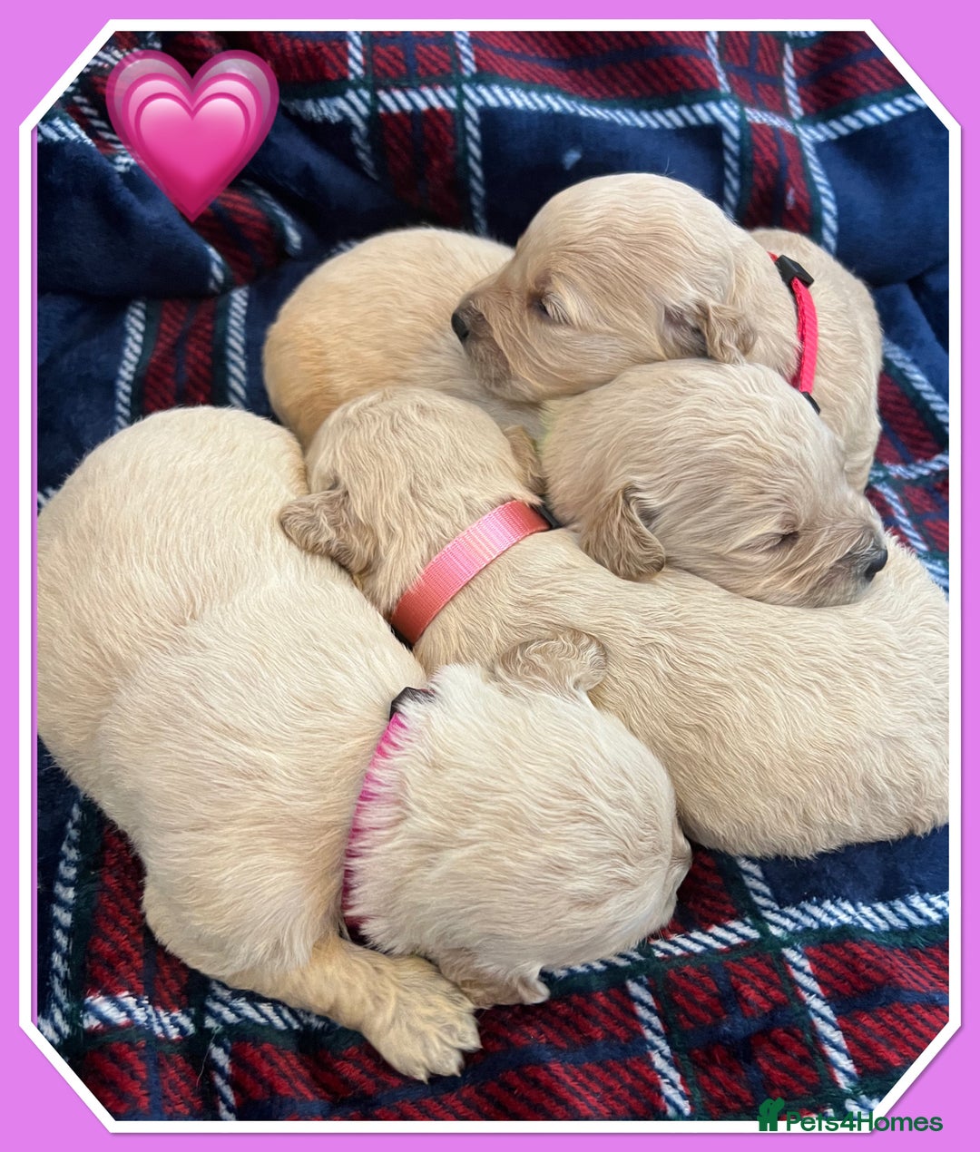 Mini Goldendoodle dogs for sale: 🐾STUNNING F1 MINIATURE GOLDEN DOODLES 🐾 - Advert 2