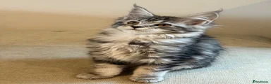 Maine Coon (Red) Hermione Black Silver Ticked Tabby