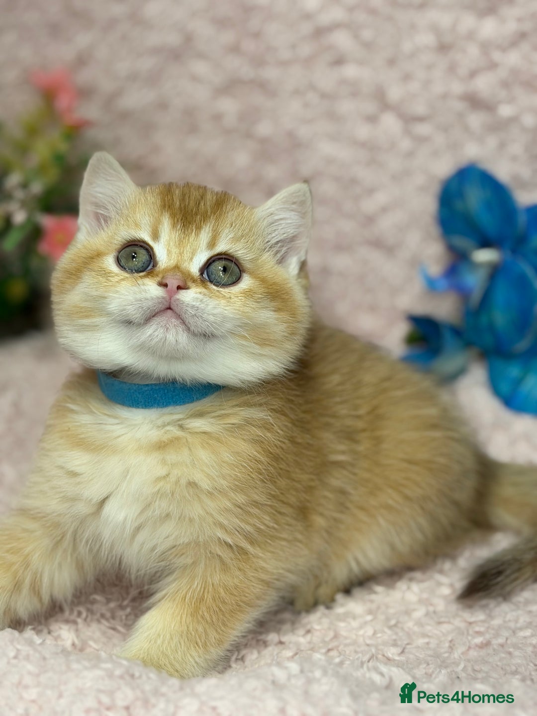 British Shorthair cats for sale: British shh golden, silver  GCCF kittens  - Advert 9