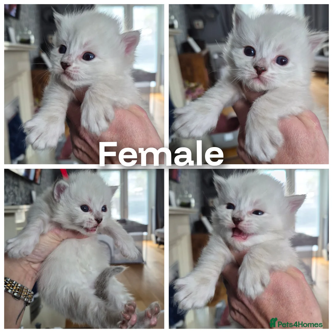 Siberian cats for sale: 3 Beautiful Siberian babies - Advert 1