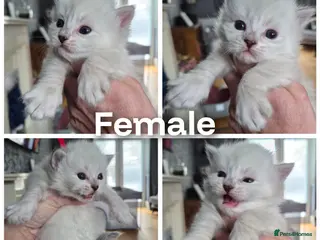 Siberian cats 3 Beautiful Siberian babies - Advert 4