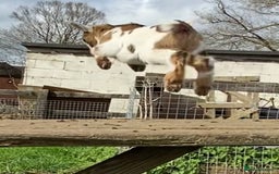 Goats livestock for sale: GORGEOUS NEW BORN BABIES AND FRIENDLY PET WETHERS  - Image 16