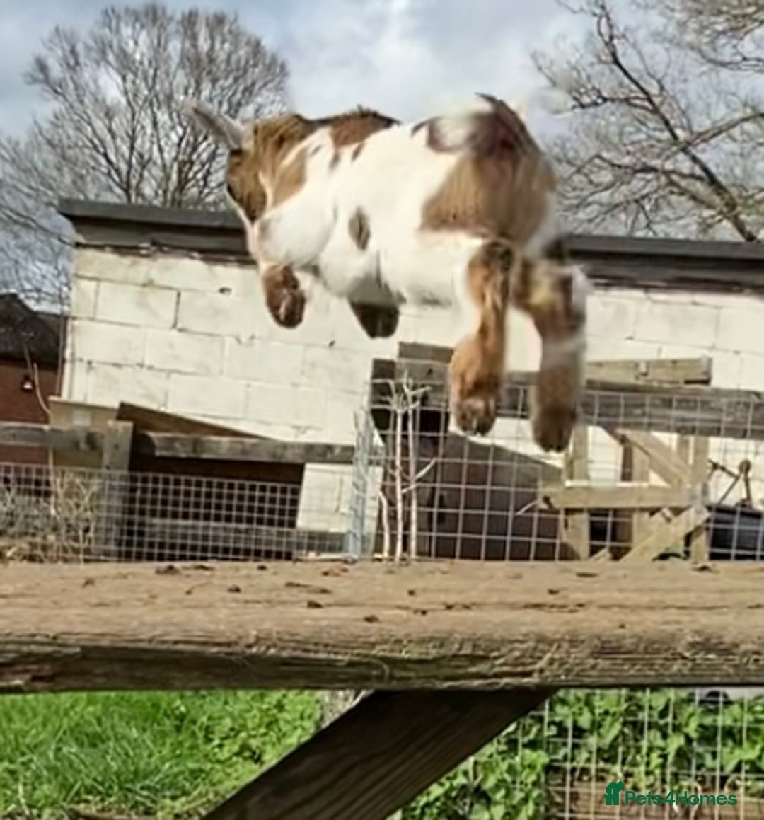 Goats livestock for sale: GORGEOUS NEW BORN BABIES AND FRIENDLY PET WETHERS  - Image 16