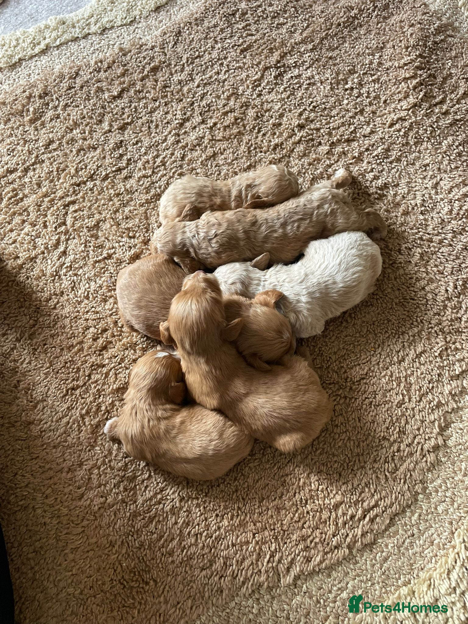 Cockapoo dogs 🐶 Adorable F1 Cockapoo Puppies for Sale! 🐶 - Advert 1