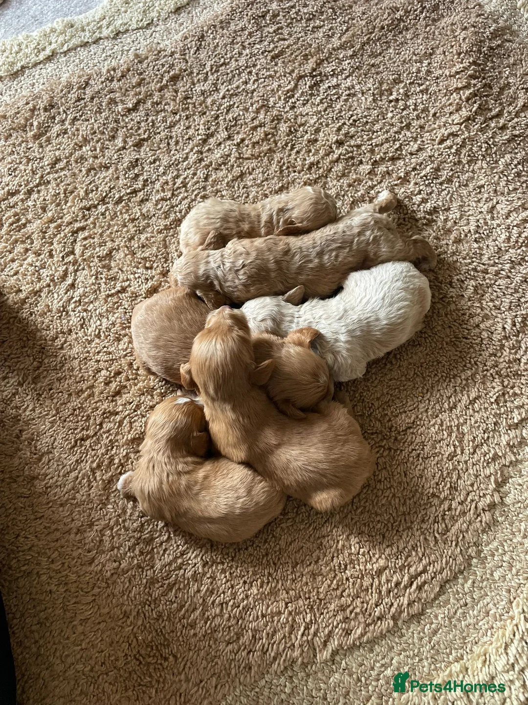 Cockapoo dogs for sale: 🐶 Adorable F1 Cockapoo Puppies for Sale! 🐶 - Advert 1