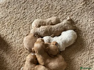 Cockapoo dogs 🐶 Adorable F1 Cockapoo Puppies for Sale! 🐶 - Advert 1