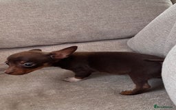 Mixed Breed dogs for sale: Adorable Dachshund x Pomchi Puppies - Image 21