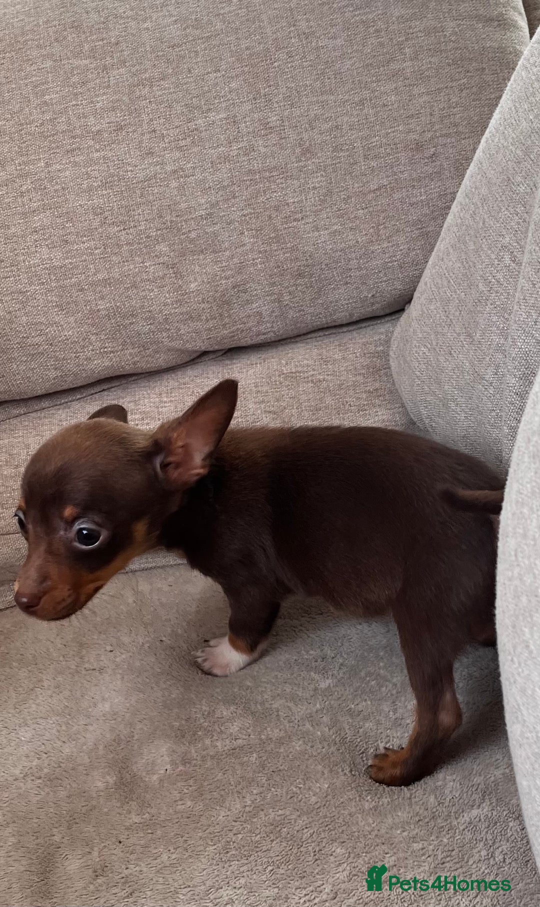 Mixed Breed dogs for sale: Adorable Dachshund x Pomchi Puppies - Image 21