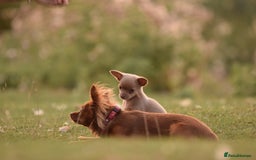 Chihuahua dogs for sale: Last Pup left! Ready for his new home!  - Image 14