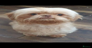 Shih Tzu dogs - Advert 8