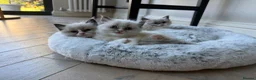 Ragdoll cats for sale: 💙💗PURE Ragdoll kittens 💗💙 in London - Advert 1