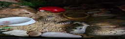 Leopard Gecko reptiles for sale: Leopard Gecko - Advert 4