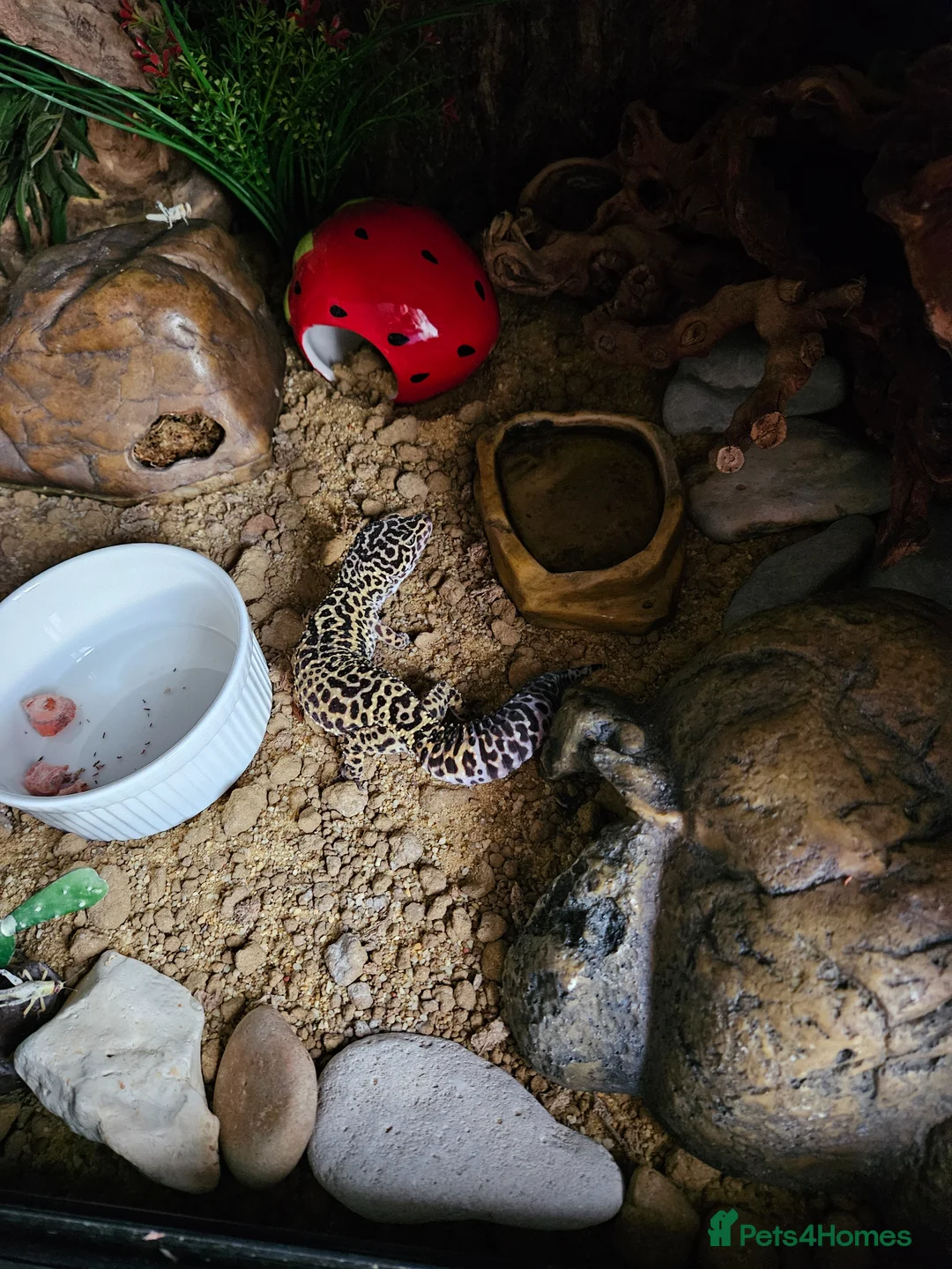 Leopard Gecko reptiles for sale: Leopard Gecko - Advert 4
