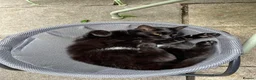 Mixed Breed cats for sale: 2 cats looking for a new home in London - Advert 2