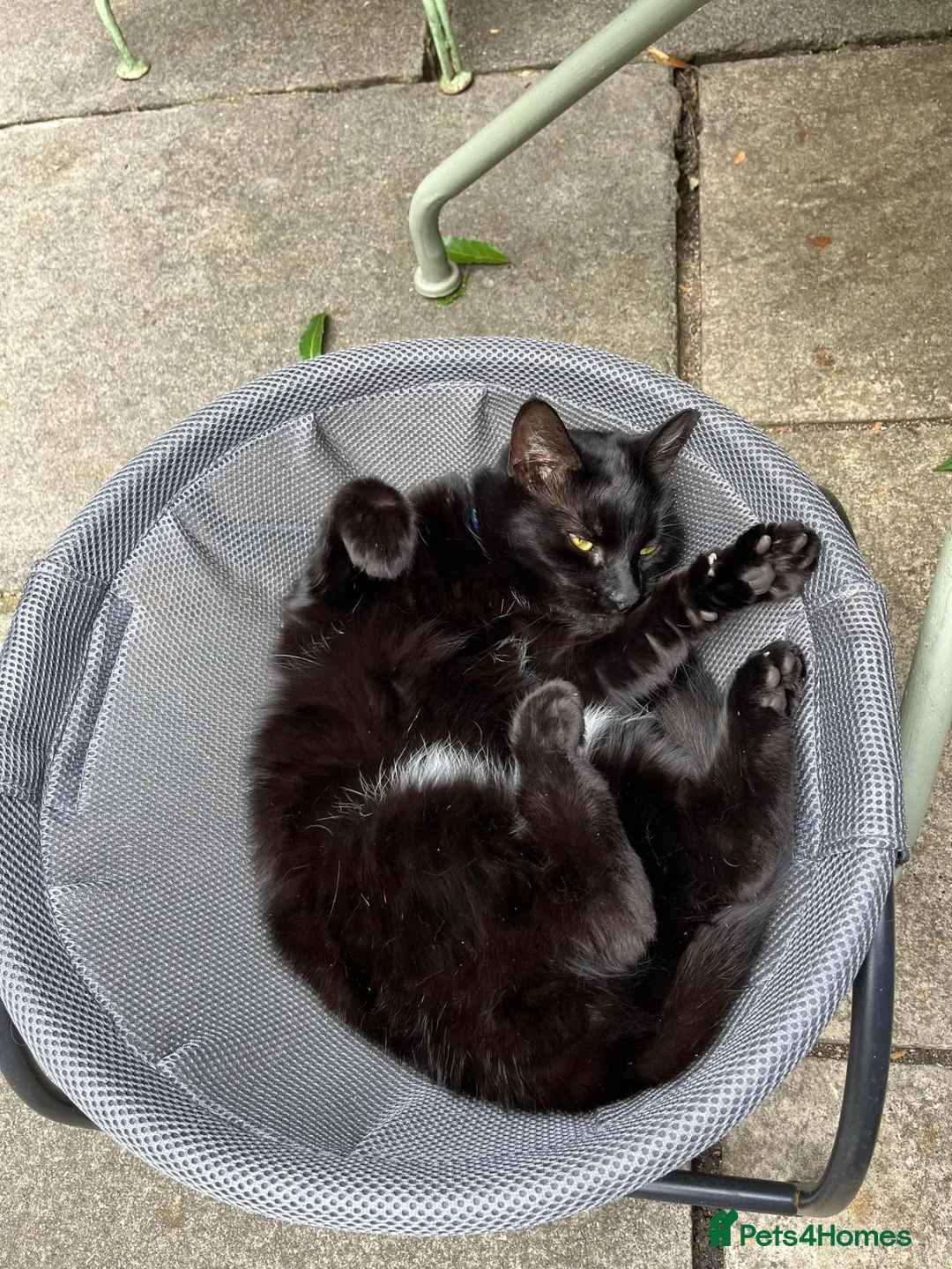 Mixed Breed cats for sale: 2 cats looking for a new home in London - Advert 2