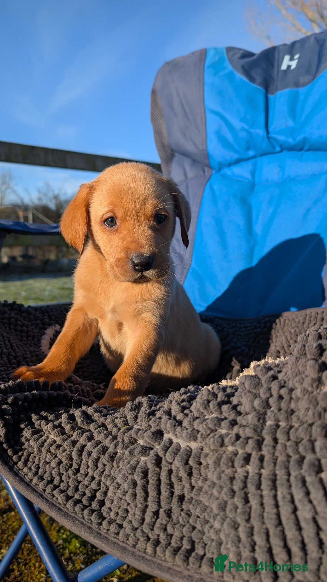 Labrador Retriever dogs for sale: Fab KC Fox Red Pups - 4* Higher Standard Breeder - Advert 28