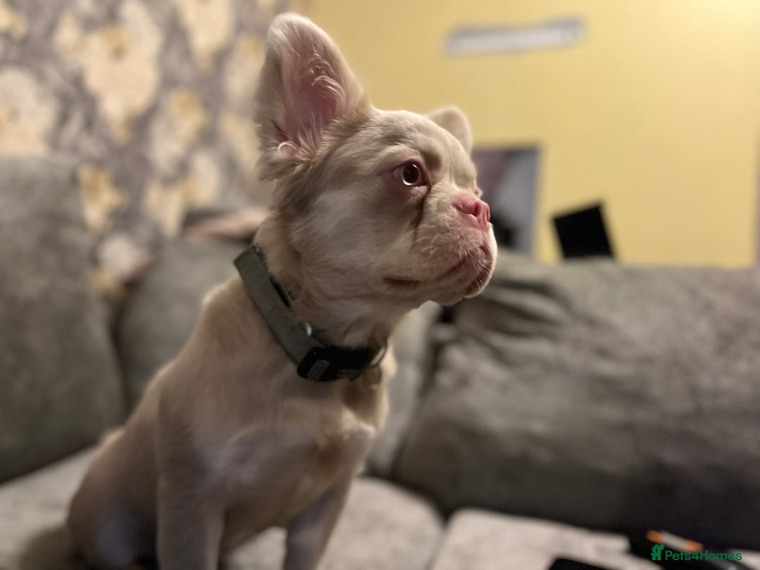 French Bulldog dogs for sale: beautiful kc rare pink fluffy french bulldog  - Advert 2