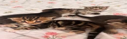 Scottish Fold cats for sale: beautiful scottish fold kittens 💕🧸 - Advert 4