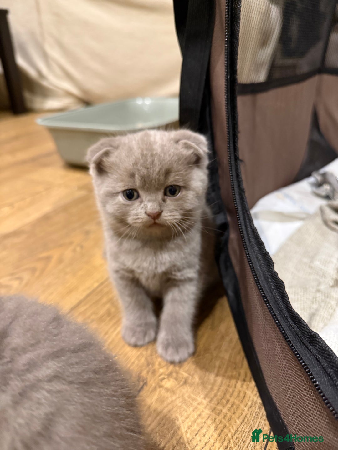 British Shorthair cats for sale: 4 beautiful British shorthair kittens - Advert 4