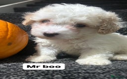 Cockapoo dogs for sale: Stunning toy cockapoo puppies  - Image 11