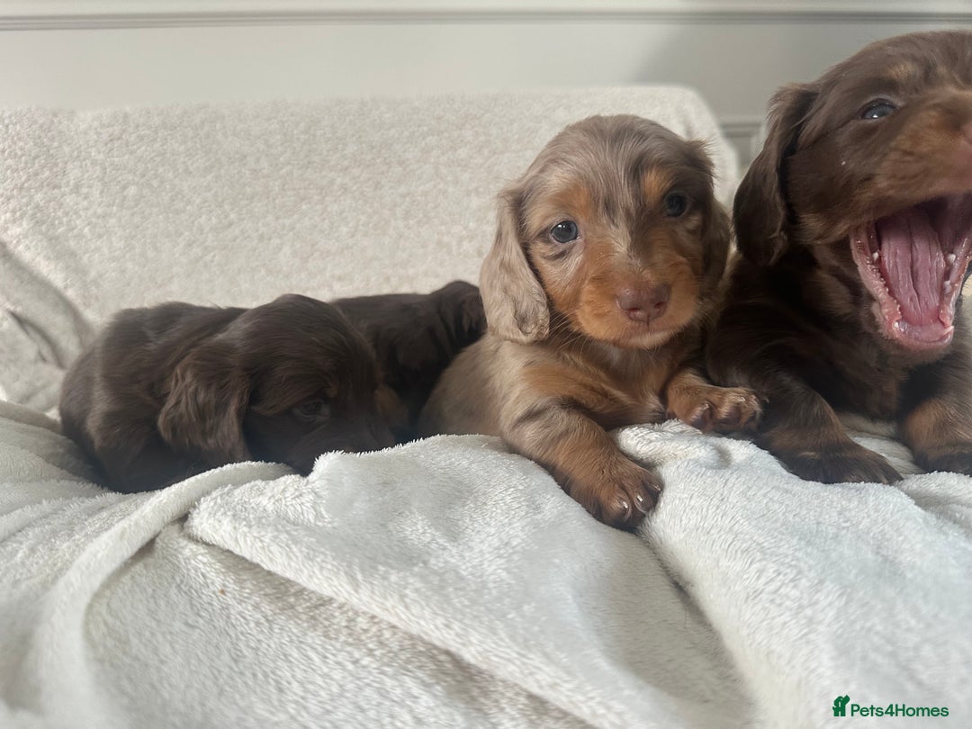 Miniature Dachshund dogs for sale: Exceptional quality long haired mini dachshunds - Image 28