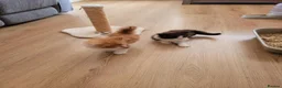 Ragcoon cats for sale: Ragcoon litter Ready in 1 week - Advert 12