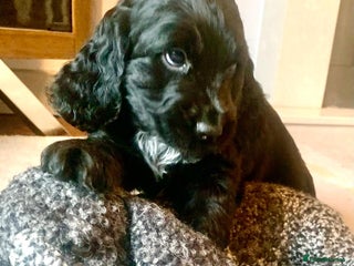 Cocker Spaniel dogs COCKER SPANIELS - Advert 5