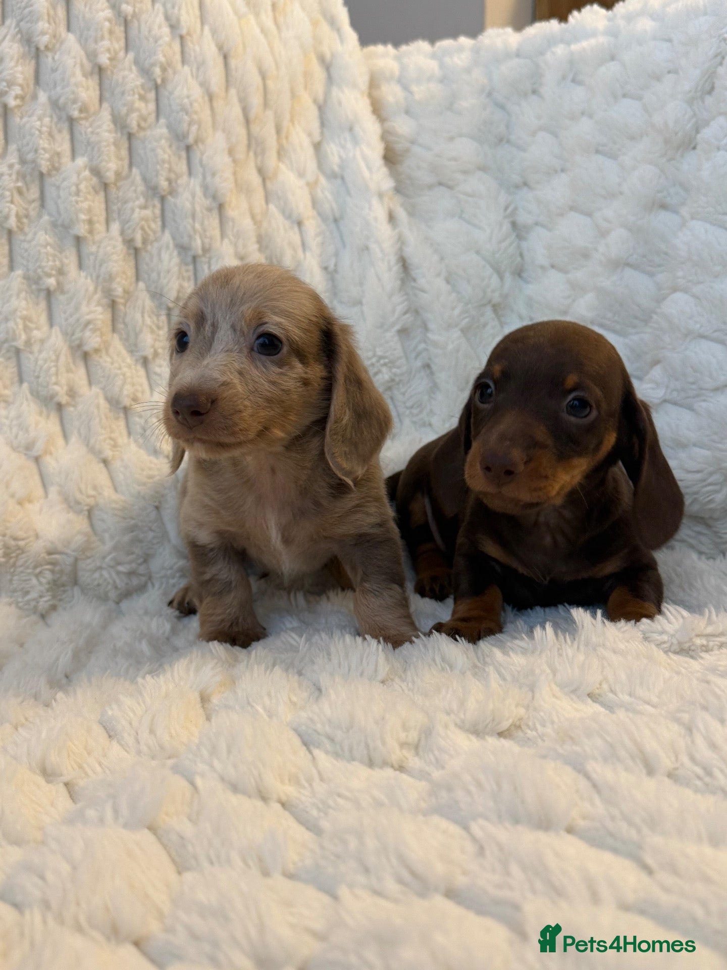 Miniature Dachshund dogs ❤️MINATURE DACHSHUND PUPPIES❤️ - Advert 1