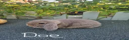Mini Lop rabbits for sale: Multicoloured baby mini lops for sale  - Advert 4