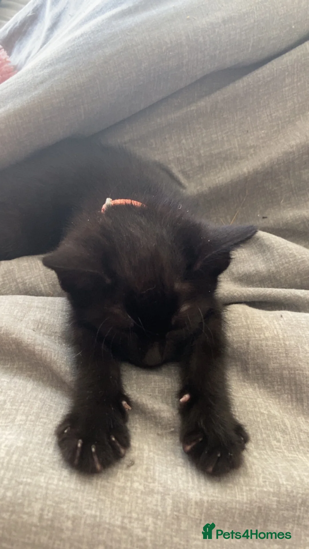 British Shorthair cats for sale: Black female kitten  - Advert 11