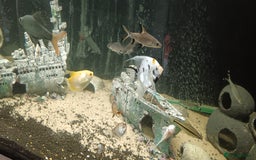 Other/Mixed Breed fish for sale: 5ft fish tank with fish - Image 11