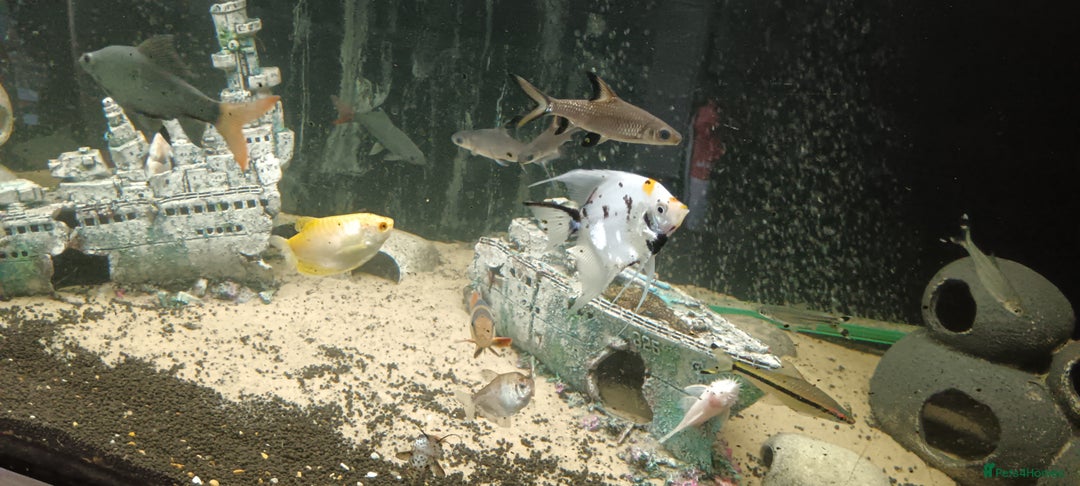 Other/Mixed Breed fish for sale: 5ft fish tank with fish - Image 11