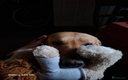 Labrador Retriever dogs for stud: Handsome Golden yellow labrador, family pet - Image 6