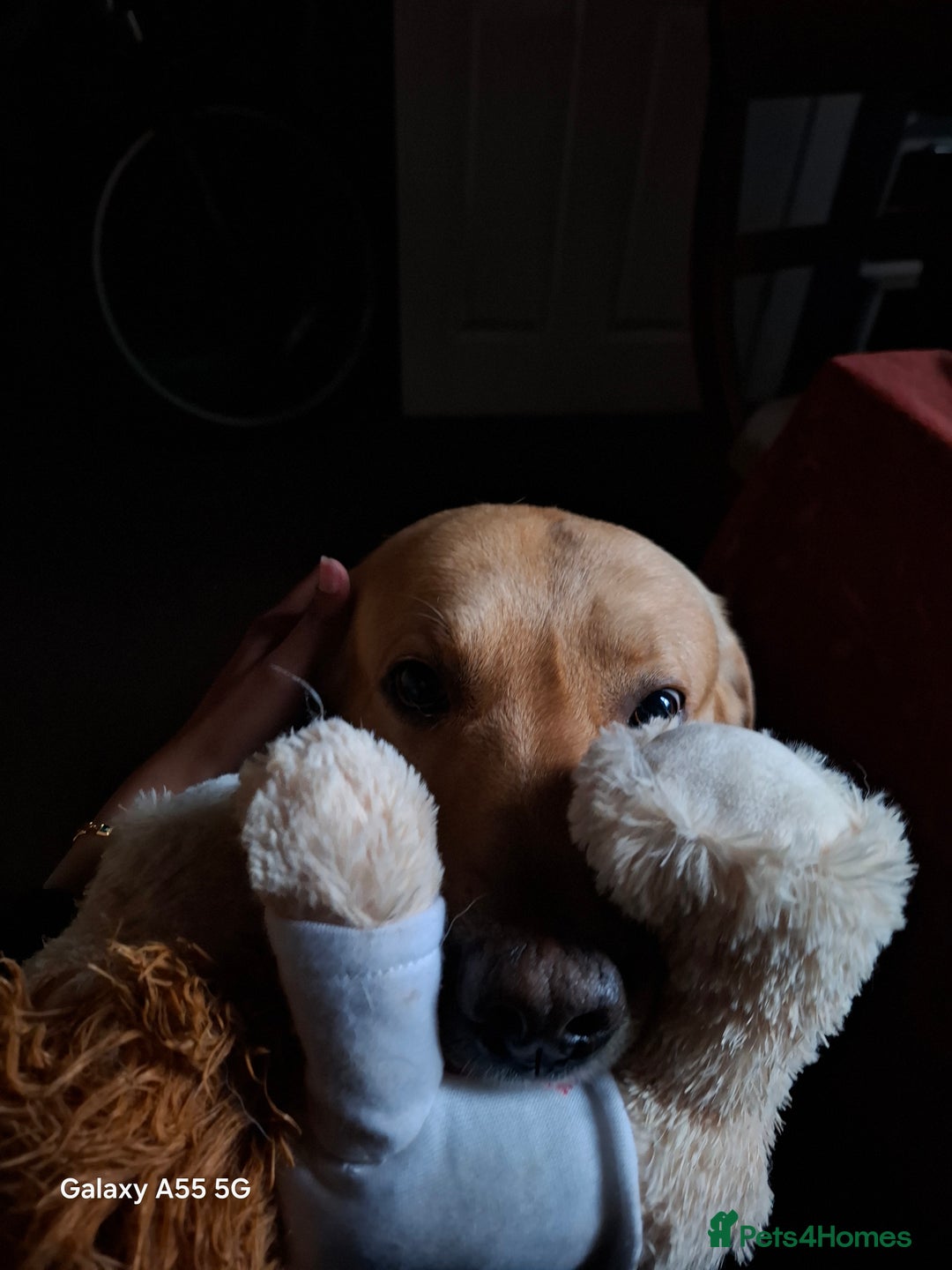 Labrador Retriever dogs for stud: Handsome Golden yellow labrador, family pet - Image 6