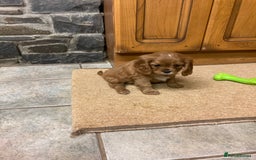 Cavalier King Charles Spaniel dogs for sale: KC ruby pups from health tested parents - Image 3
