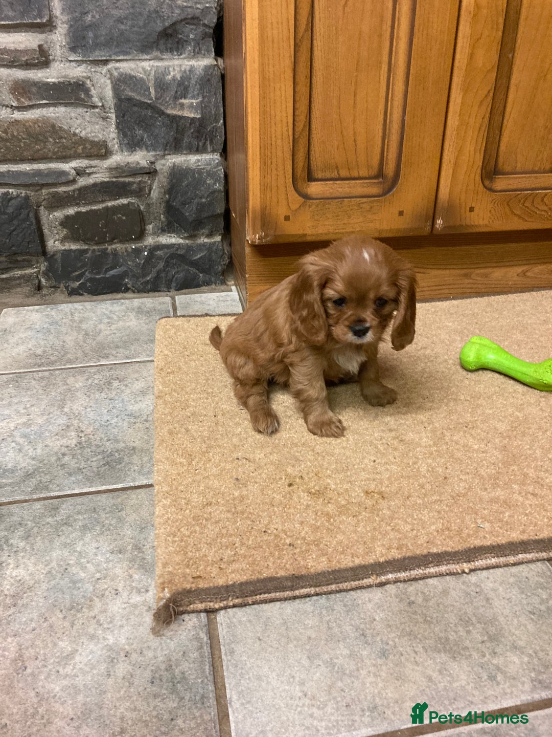 Cavalier King Charles Spaniel dogs for sale: KC ruby pups from health tested parents - Image 3