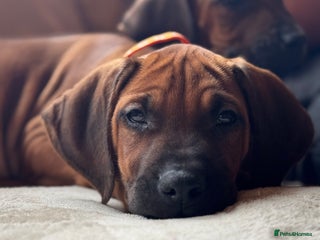 Rhodesian Ridgeback dogs - Advert 1