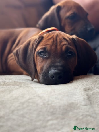 Rhodesian Ridgeback dogs - Advert 1