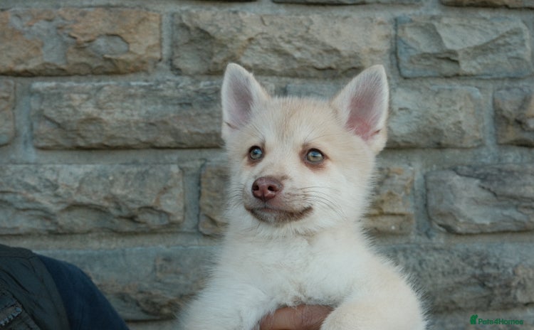 Pomsky dogs - Advert 1