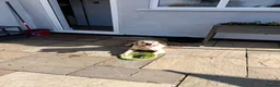 Labrador Retriever dogs for sale: 8 month old labrador Retriever  - Advert 4
