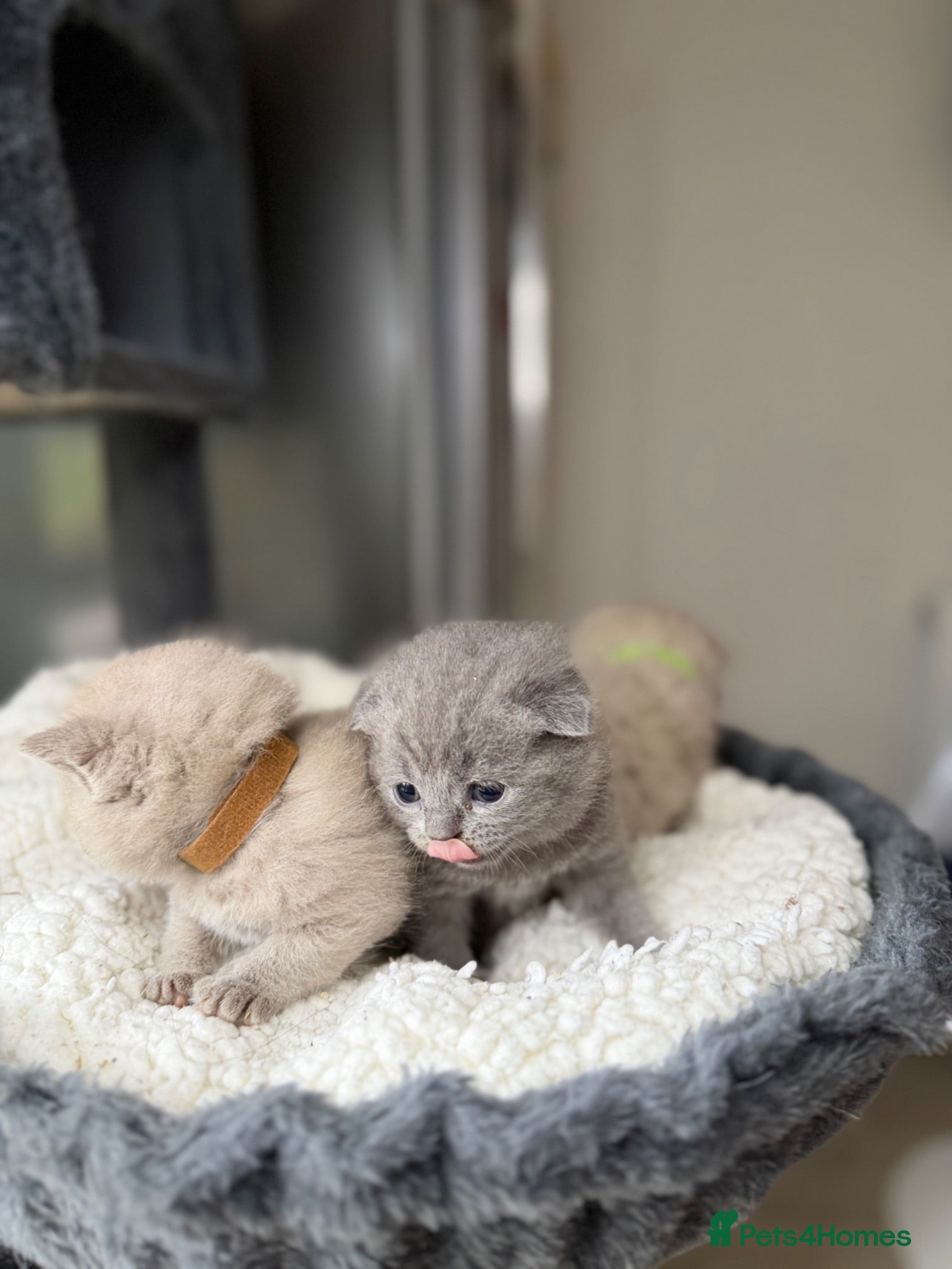 British Shorthair cats Little teddy bears - Advert 2