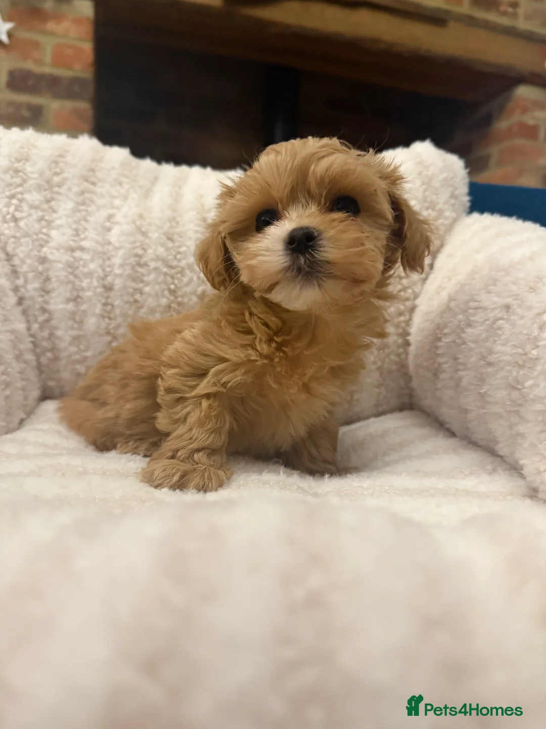 Maltipoo dogs for sale: 🧸 Incredible Teddy Bear F1 Asian Maltipoo 🧸 - Advert 4